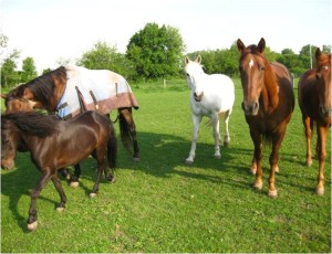 Want to learn more about Basic Horse Care? Click on picture to learn how to sign up for the webinar